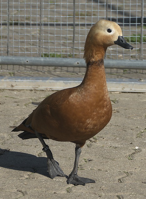 游戏